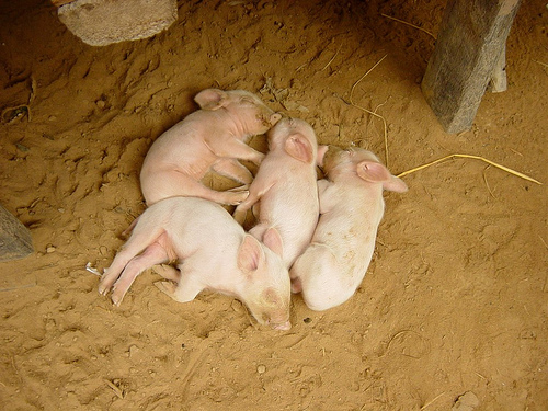 Piglets asleep