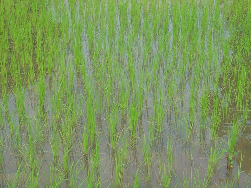 Irrigation well
