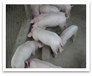 programs-pig